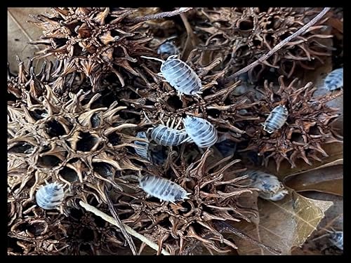Critters Direct Isopod Hides - Sweet Gumtree Balls (Qty-25)