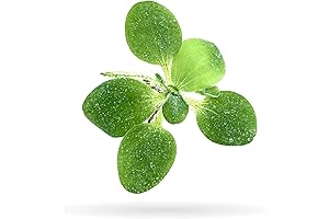 Enrich Your Aquarium with Flourishing Water Lettuce: A Live Pond Plant Sanctuary