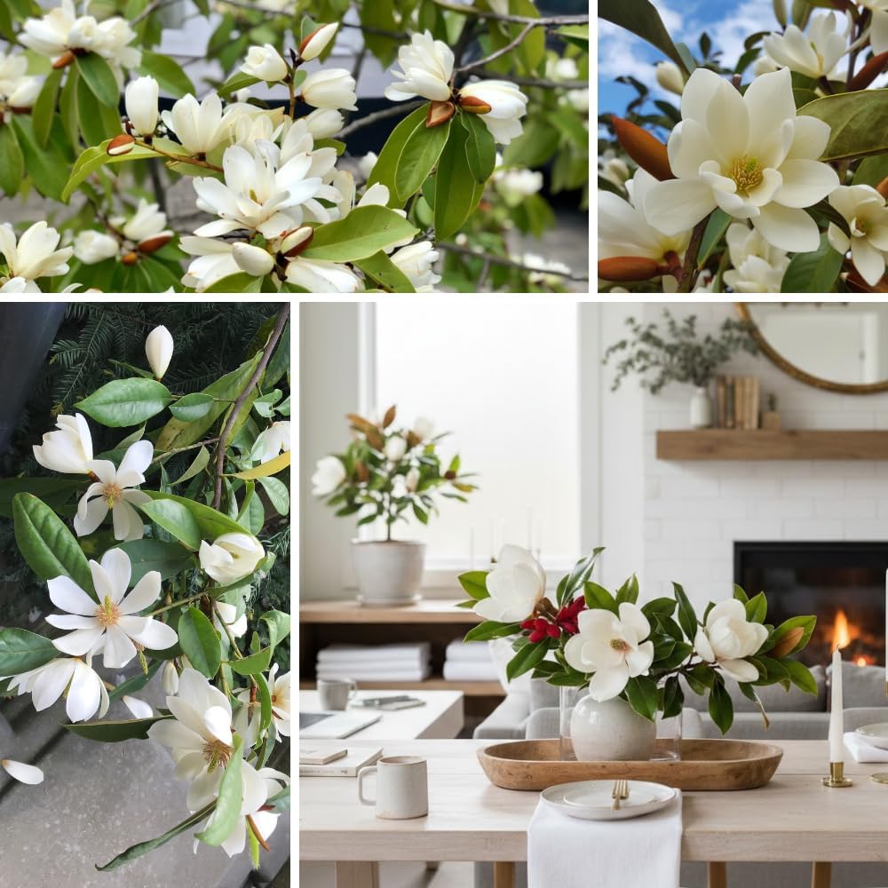 Sweetbay Magnolia Plant Live, 6-12 Inch Tall, Magnolia Tree in 2.5” Pot, Flowering Ornamental Tree