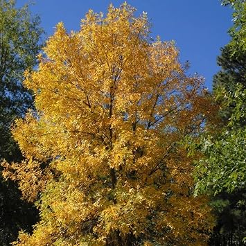 Fraxinus pennsylvanica Green Ash Tree Seeds, Adaptability, Fast Growth, Attractive Foliage, Stunning Autumn Display, Seeds by MySeeds.Co, You Choose The Amount 1 oz