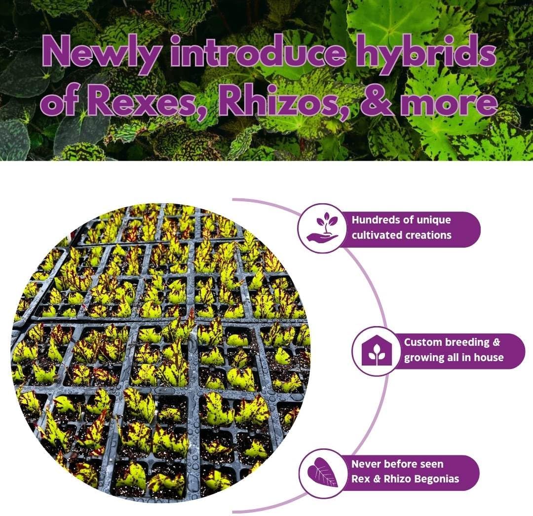 Begonia Rex Island Magic 6 inch Fragrant