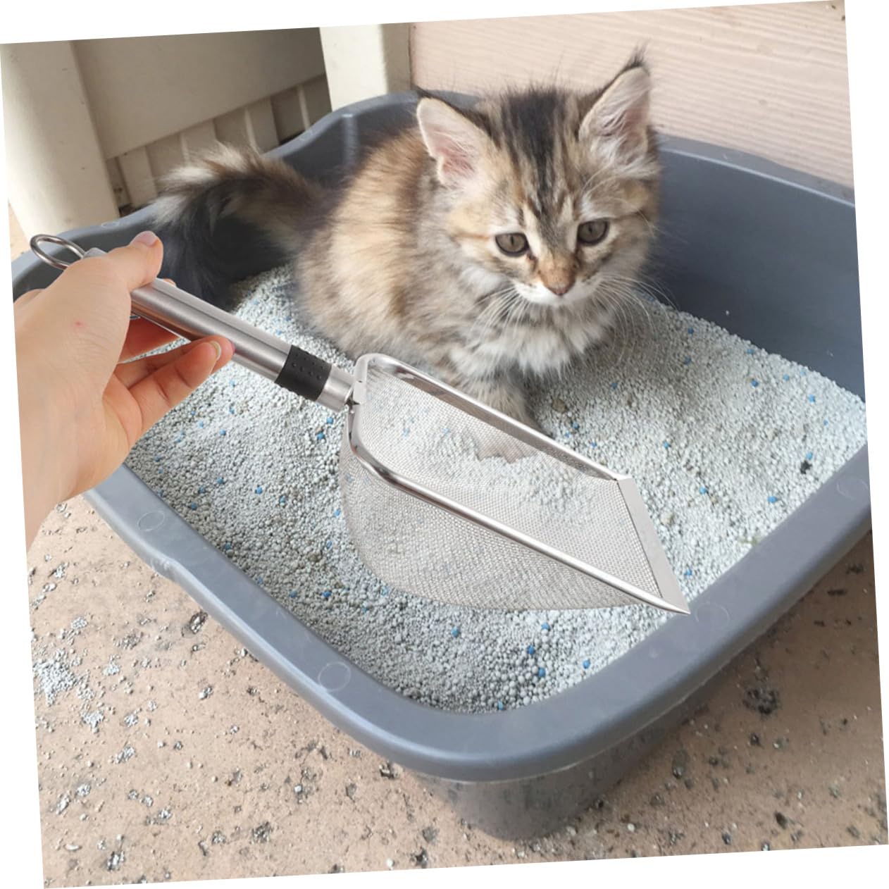 łopatka do kuwety, Dla zwierząt domowych Obserwacja pełzających Odpadki na śmieci Łopatka ze stali nierdzewnej do żwirku dla kota Terrarium