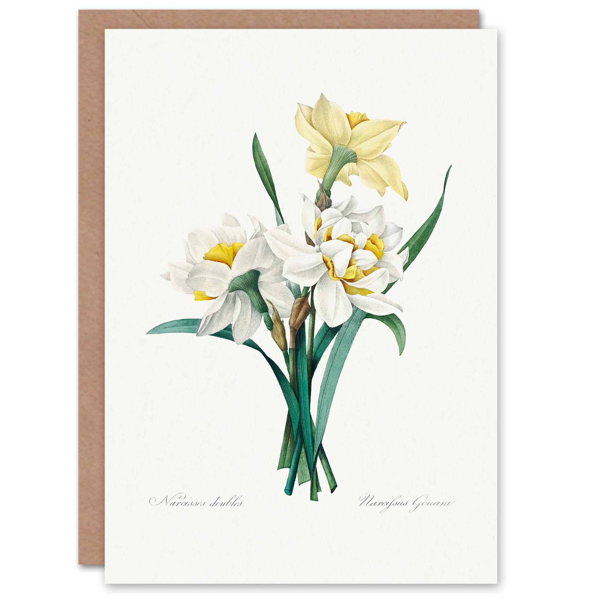 Artery8 Pierre-Joseph Redouté Art Card Daffodil Vintage Floral Illustration