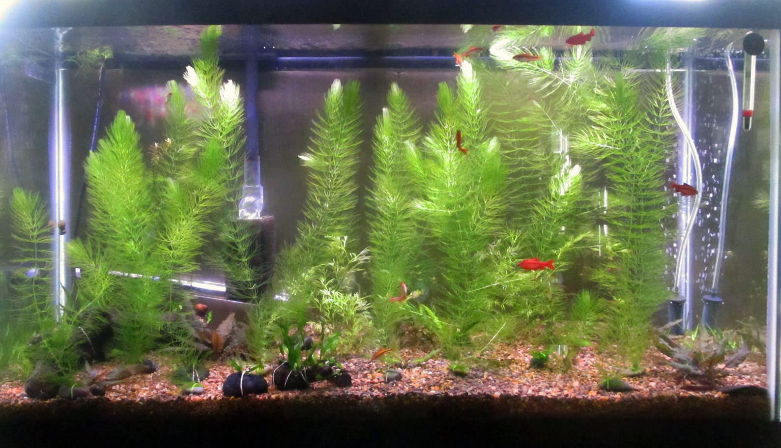 Aquarium live plants seeds (Pack of 6) (B0CWG9Y6PN) Amazon Price History, Amazon Price Tracker