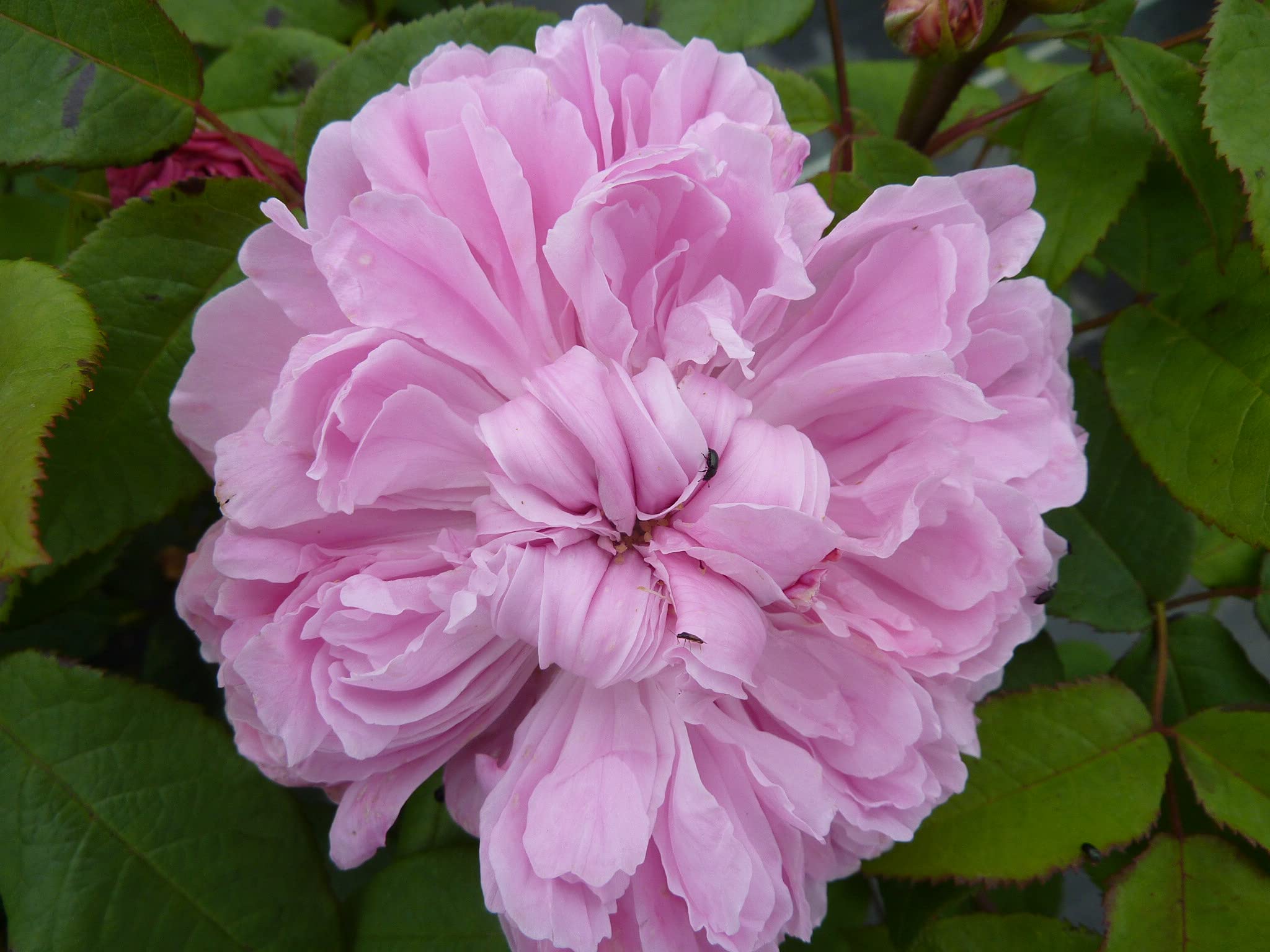 Garten-Schlüter Historische Rose 'Jacques Cartier'