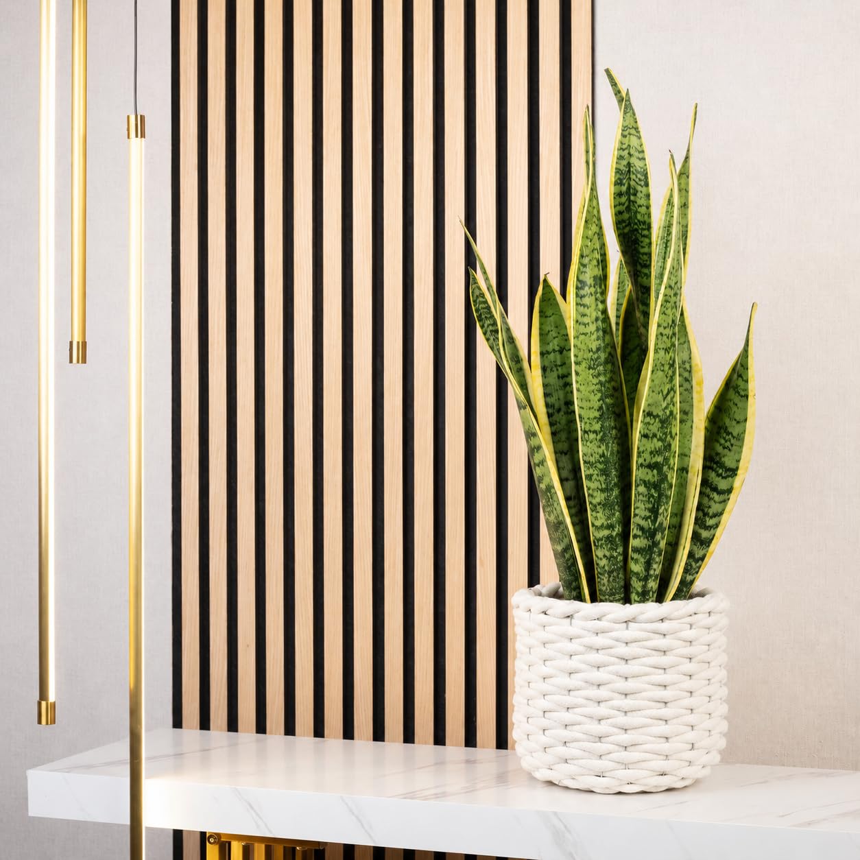 Sansevière - plante d'intérieur facile d'entretien, Sansevieria trifasciata Laurentii - hauteur env. 65 cm, pot-Ø 17 cm
