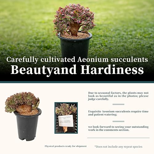 Miniatura 9 de Plantas suculentas raras de Aeonium 'Canlan Crest' de 6 pulgadas para regalo de boda, caja de regalo de jardinería, regalo para entusiastas de las