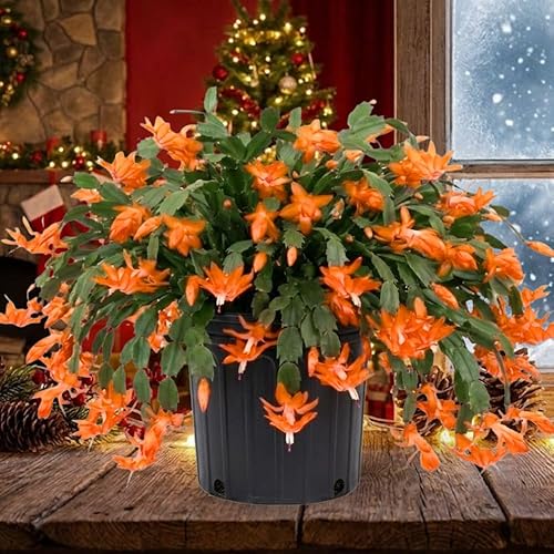 Plantas de cactus de Navidad naranjas vivas en maceta de 4 pulgadas, plantas perennes de cactus de Navidad, Acción de Gracias, plantas de interior