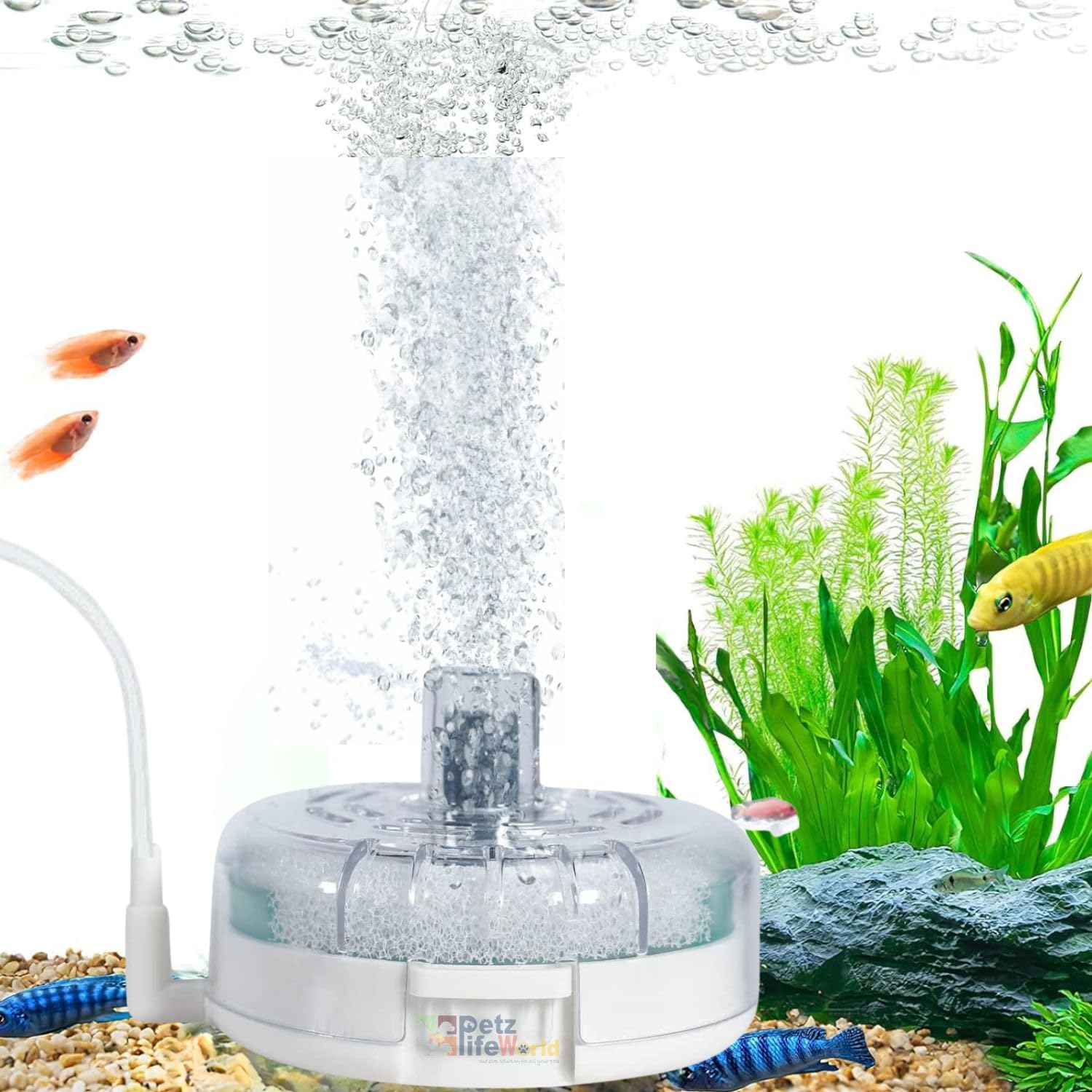 See full amazon price history chart for VAYINATO® (YX-600) Mini Aquarium Sponge Filter, Small Internal Fish Tank Filter Detachable Submersible Filter for Aquarium Fish Tank & Bowl | Ultra Quiet (Air Pump not Included) by Petzlifeworld VAYINATO® (YX-600) Mini Aquarium Sponge Filter, Small Internal Fish Tank Filter Detachable Submersible Filter for Aquarium Fish Tank & Bowl | Ultra Quiet (Air Pump not Included) by Petzlifeworld (B0CZXSZWSL) Amazon Price History, Amazon Price Tracker