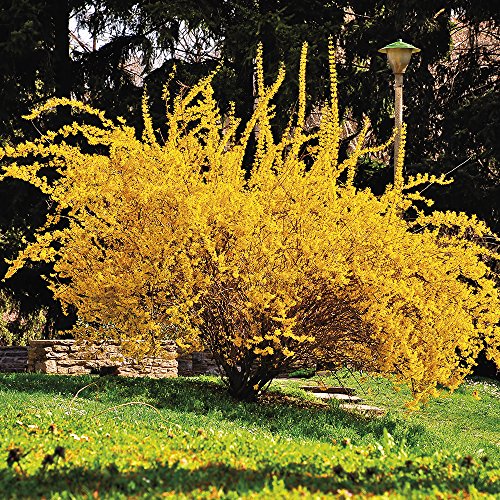 Van Zyverden Forsythia - Lynwood Gold - Set of 1 Root Stock