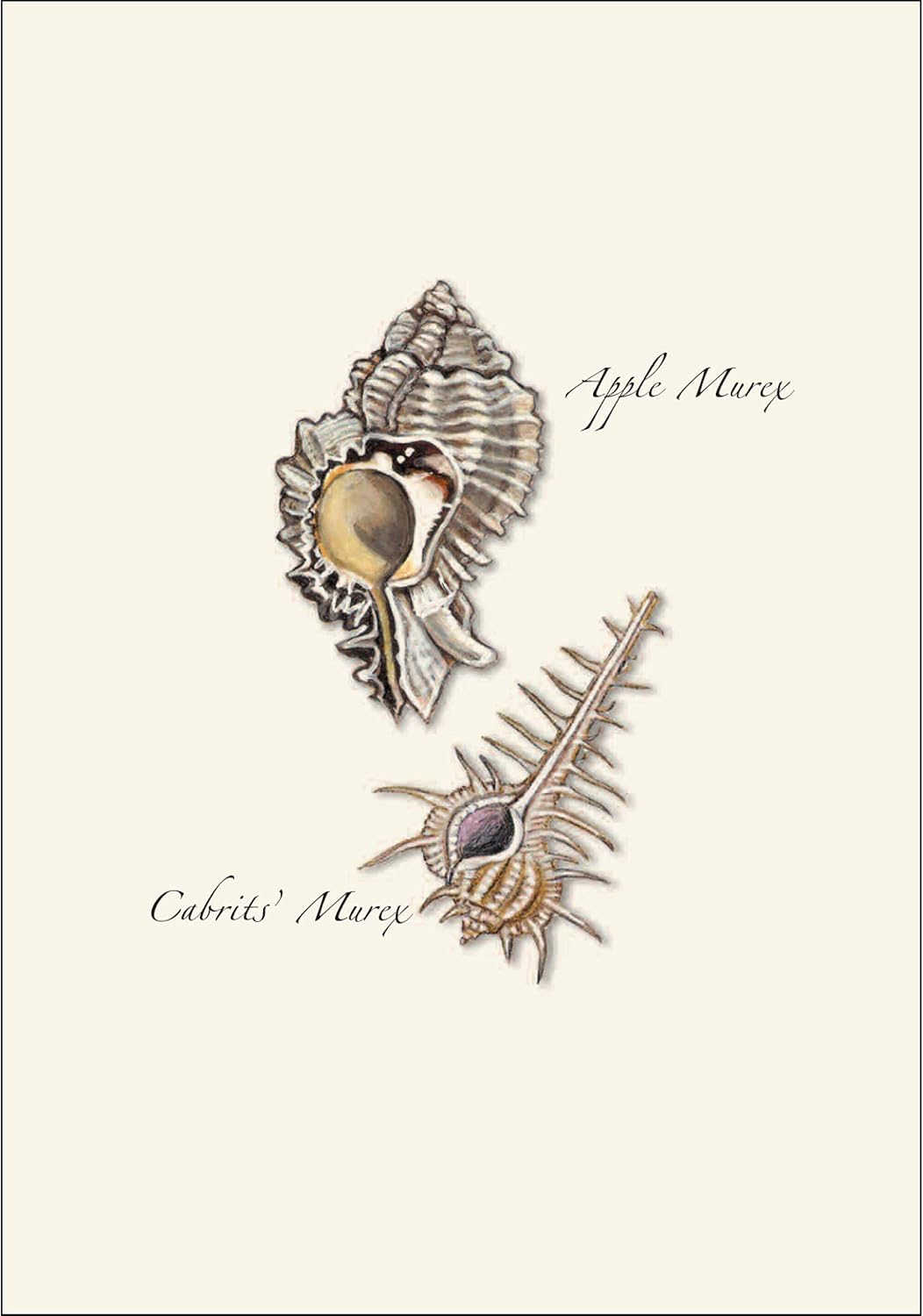 Earth Sky + Water - Seashell Assortment Notecard Set - 8 Blank Cards with Envelopes (2 each of 4 styles)