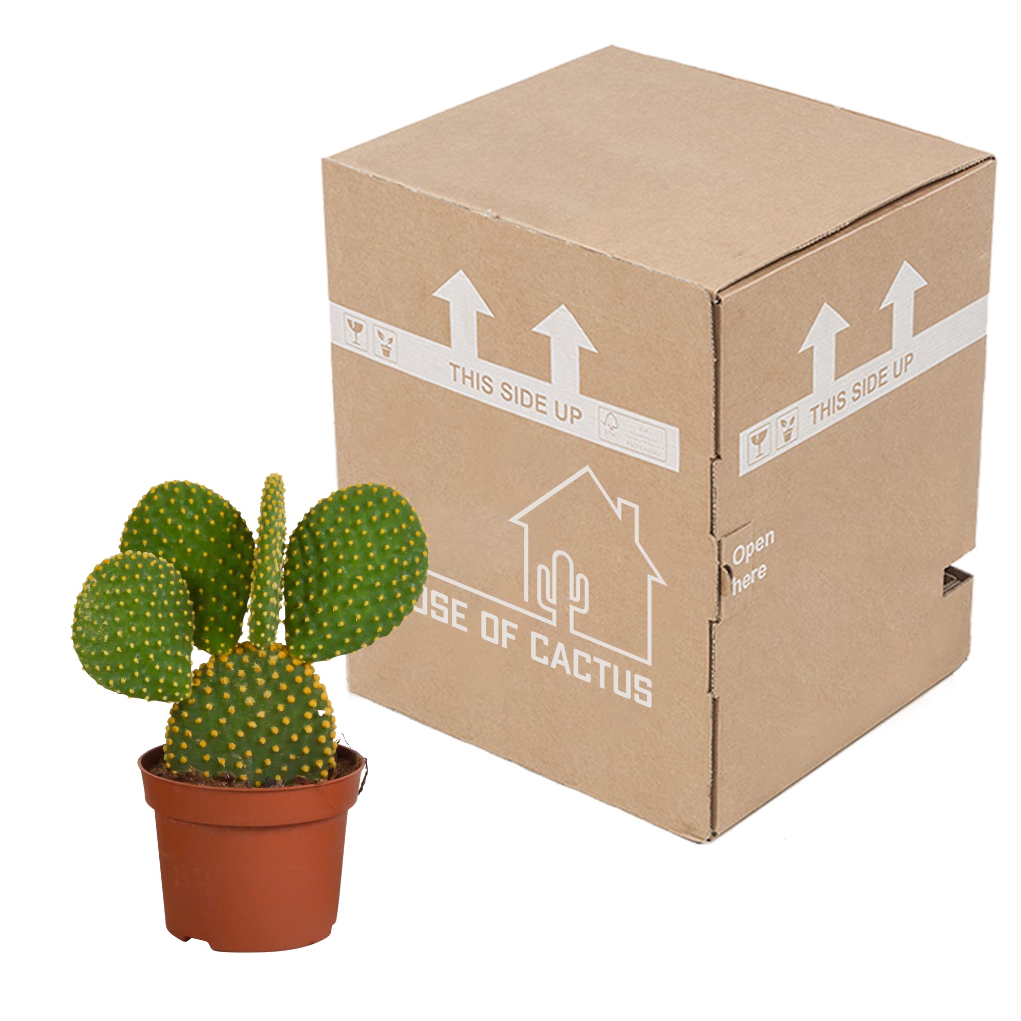 Opuntia Microdasys Senza Vaso, Pianta Grassa da Interno, Verde, 12cm