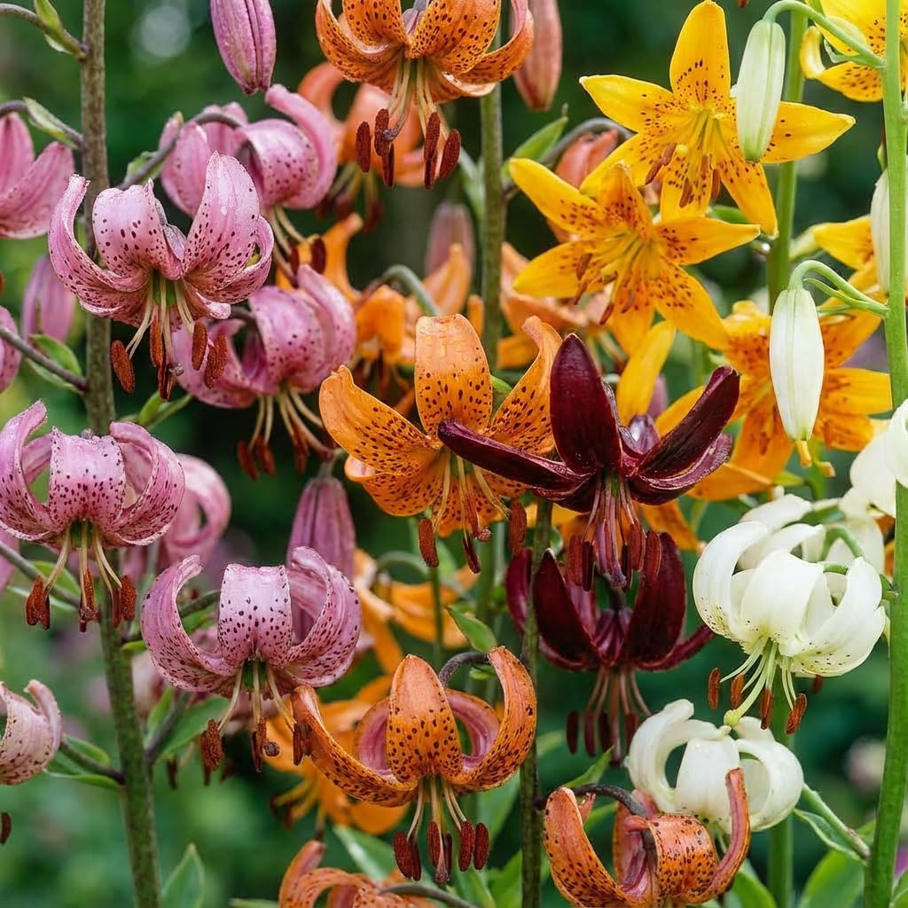 Collezione di bulbi di gigli Martagon dall'Olanda - 10 bulbi, 5 varietà, 2 per colore - Mix di piante perenni e resistenti - Mix di grandi piante di lilium (senza semi) - Fiori rossi, rosa, bianchi