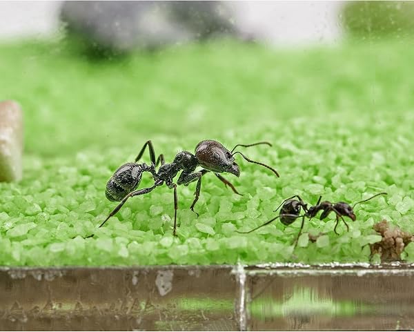 AntHouse - Natural sand ant farm - Acrylic T Kit 15x15x1-5cm - 4