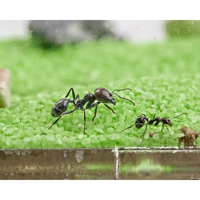 Foto 4 de 8 de AntHouse - Hormiguero de Arena Natural - Kit Acrílico T 15x15x1,5 cm - Incluyendo Hormigas