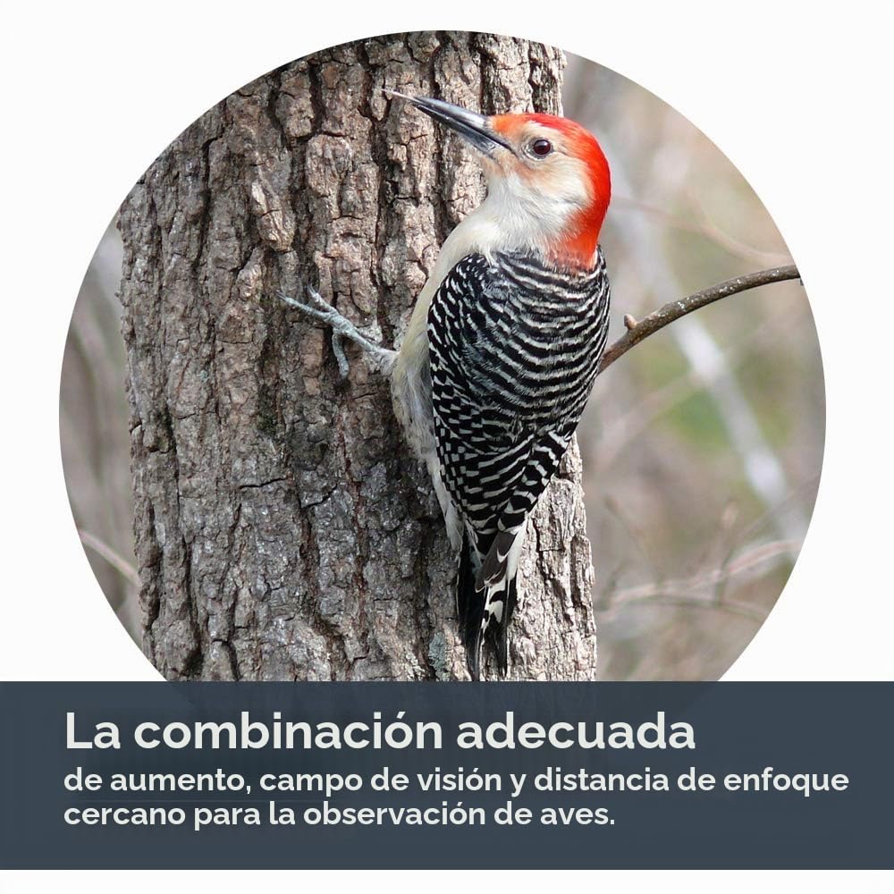Celestron 71404 TrailSeeker 8x42mm Binoculares de Techo con Lente con Recubrimiento dieléctrico, Prisma BaK-4, Cuerpo Ligero de aleación de magnesio y Funda de Transporte Blanda, Negros