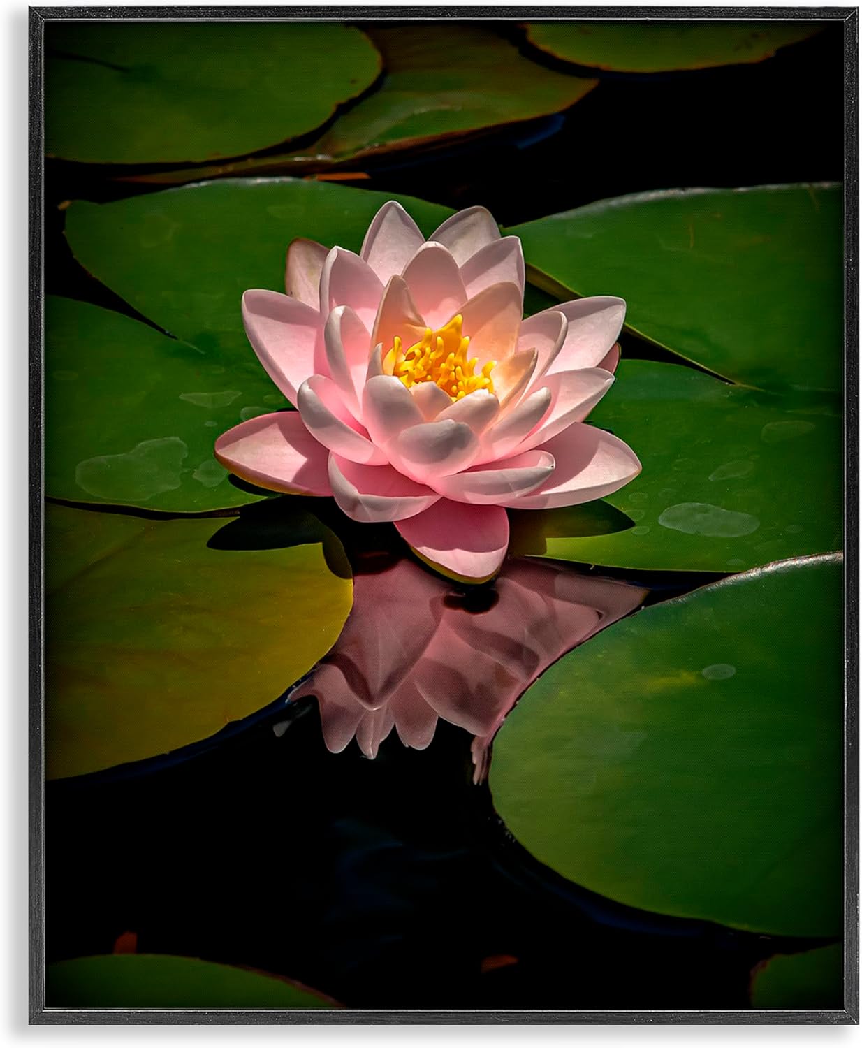 Stupell Industries Pink Lotus Among Lily Pads Black Framed Giclee Art, design by Phillip Flowers, 14 x 11