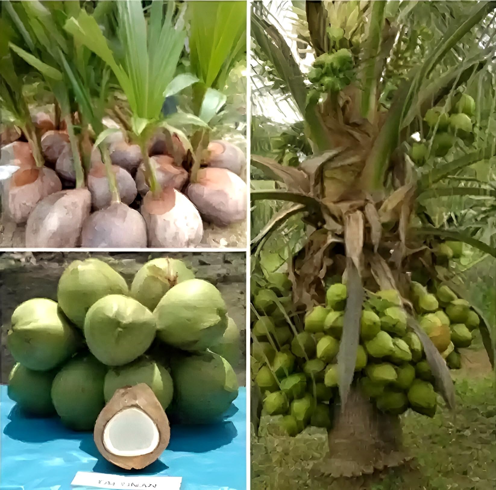 Green view® Ganga Vardhan Coconut Live Plant – Premium High Yield Tender Nariyal Tree | Sweet Hybrid Coconut Variety | Hardy Fast Growing Outdoor Coconut Fruit Plant