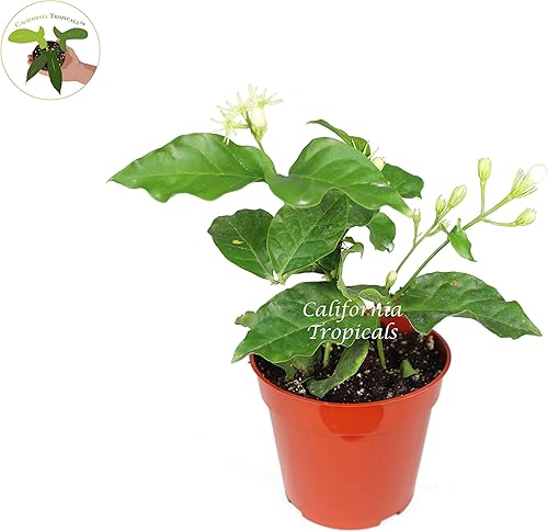 Miniatura 2 de Arabian Jasmine Sambac - 4" de California Tropicals