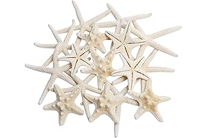 16pcs Star Fish Ornaments | Natural Star Fish | for Decoration & Crafts