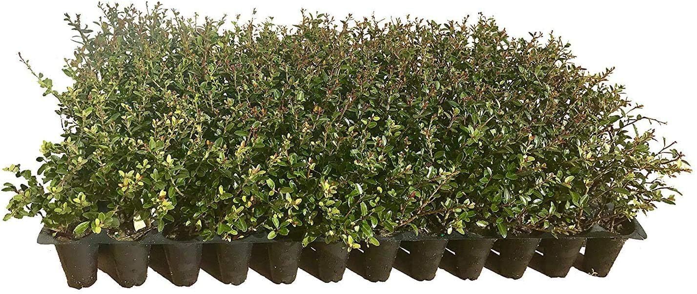 Dwarf Yaupon Holly 10-pack