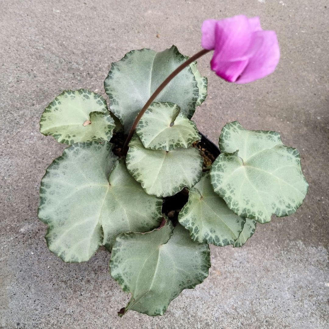 原種シクラメン/プルプラセンス 種子