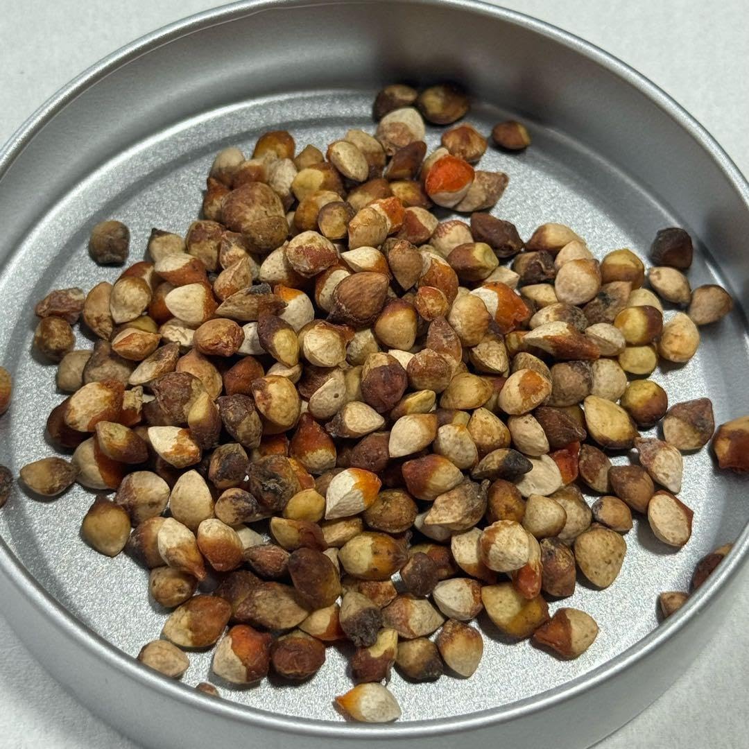 Amazon.co.jp: 4月入荷Commiphora sinuata コミフォラ シヌアタ 種子10