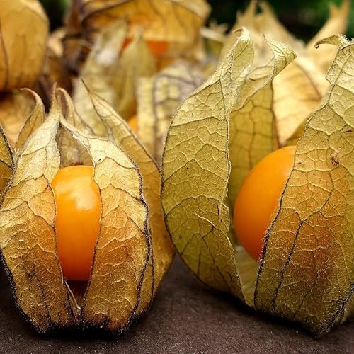 Miniatura 8 de Semillas de cereza molida (grosella espinosa del cabo, baya dorada) Naranja Physalis vegetal para plantar sin OMG