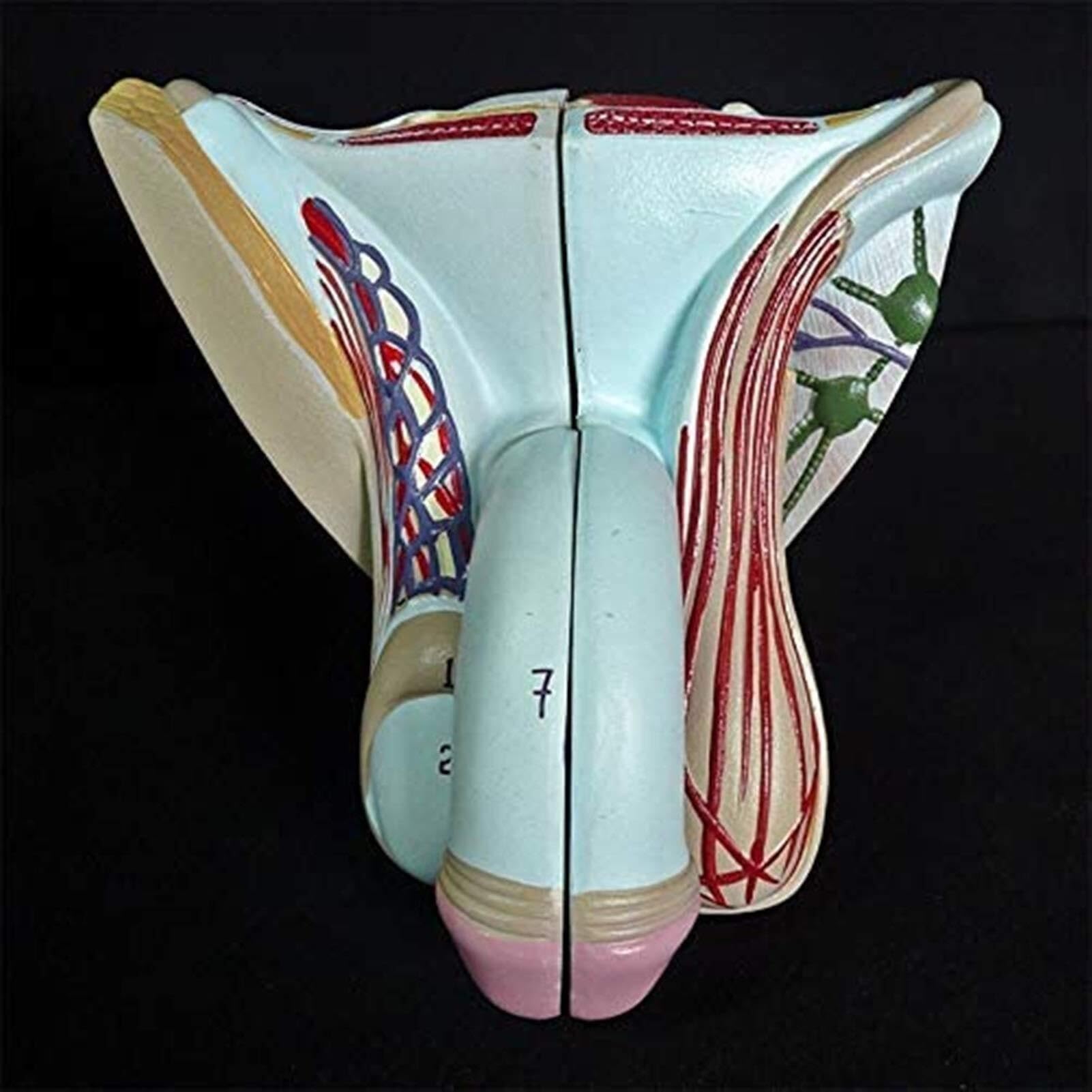 XINGLUOY Male genitalia penis organ anatomy model - Medical