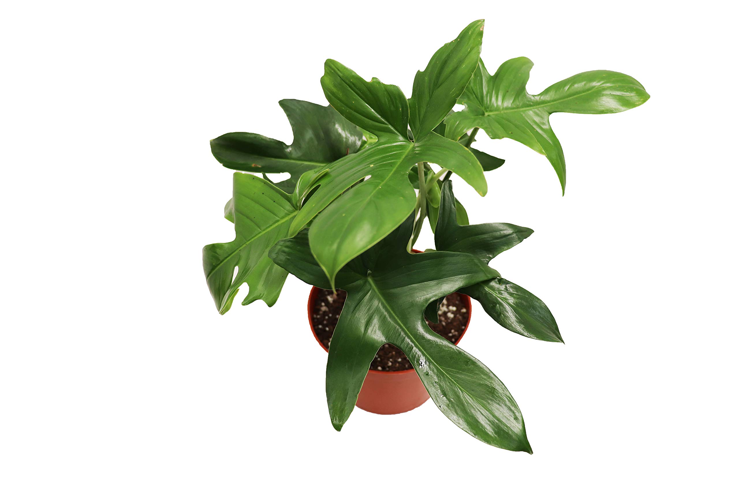 Philodendron Pedatum Reindeer Plant