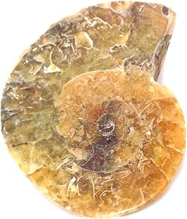 Ammonite Shell Cabochon, Natural Ammonite , Free Form Shape, 29Carat, 30x24x6MM SC-4632