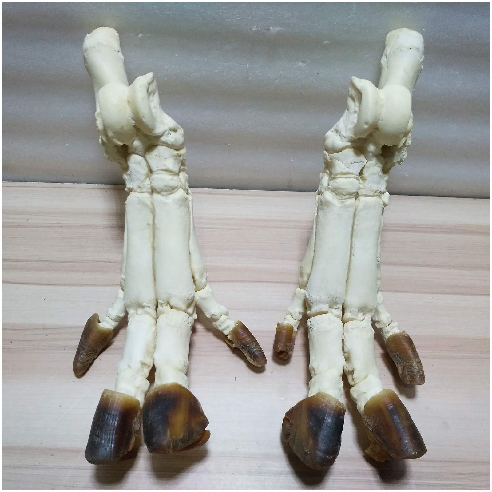 Sjdopulse A Trotter Skeleton Bone Model - Pig Foot Skeleton Model - Life Size Real Nimal Skeleton Replic - Medical Natomical Nimal Skeleton Model - For Study Teaching (A)