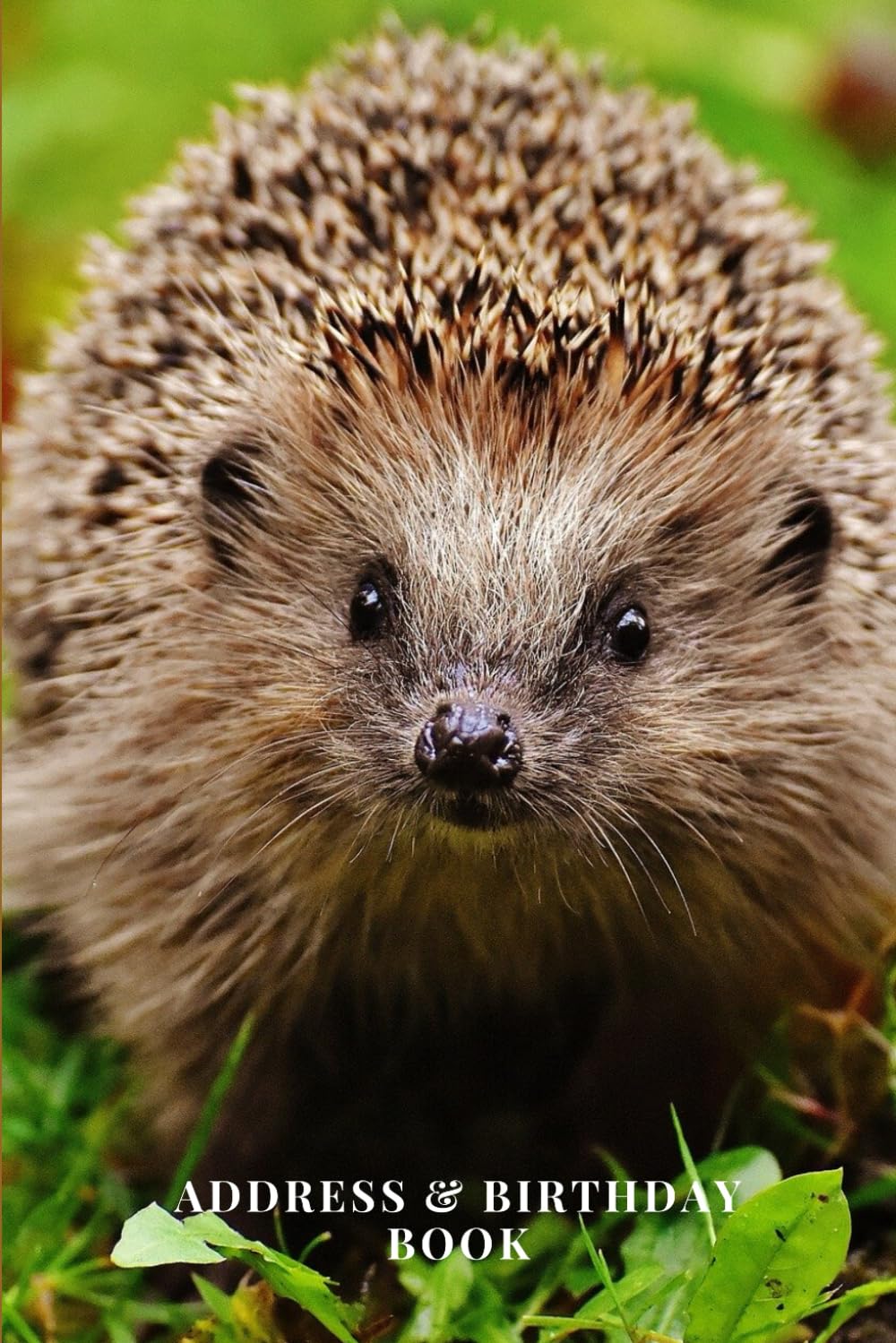 Address & Birthday Book: Hedgehog | Address & Birthday Book for Names, Addresses, Phone Numbers, E-mails