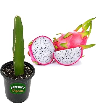 7 White Dragon Fruit Plant White Flesh Pitaya Edible Starter Plant Florida USA Grown by BAFFINCO ORGANIC