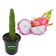 7 White Dragon Fruit Plant White Flesh Pitaya Edible Starter Plant Florida USA Grown by BAFFINCO ORGANIC