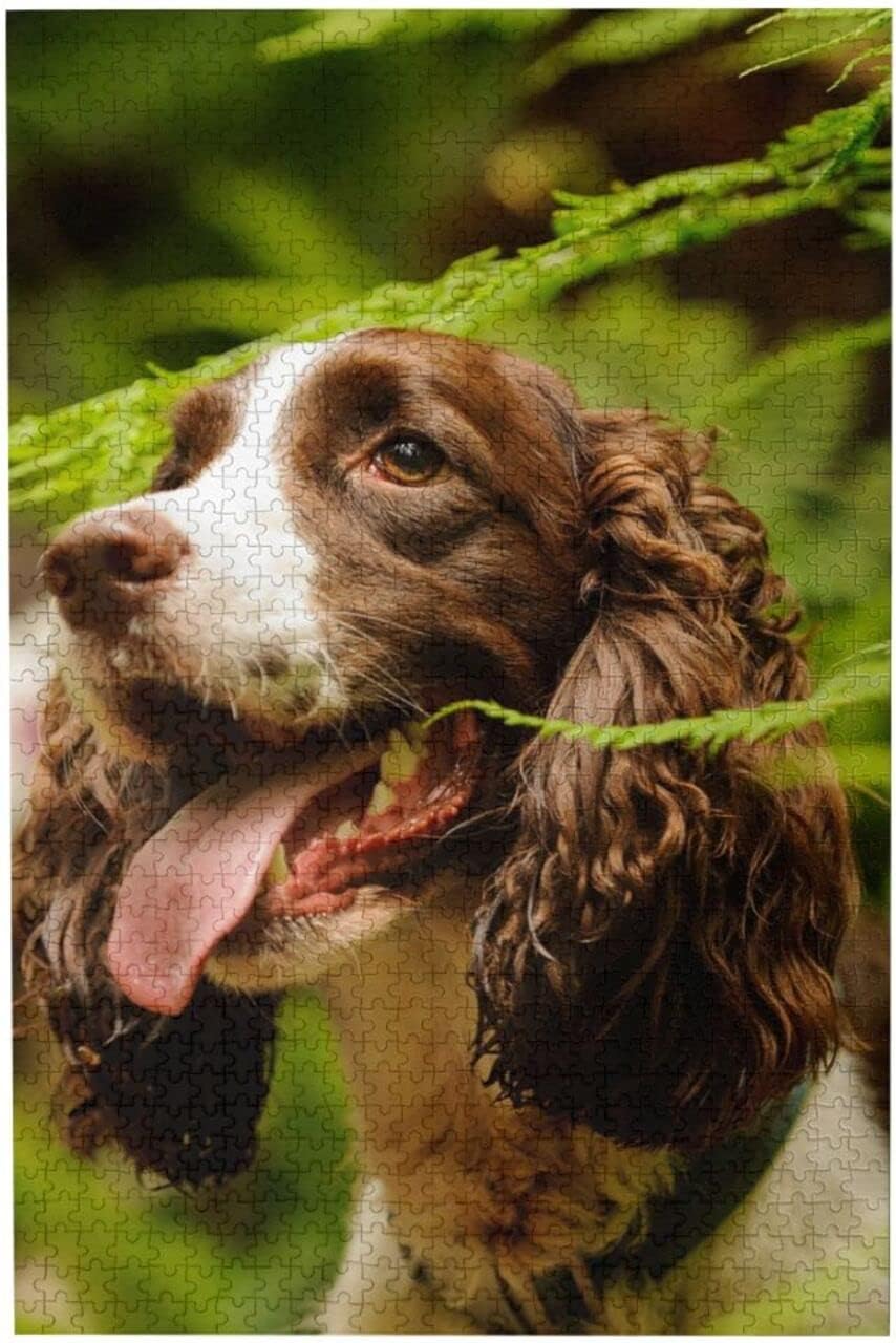 Springer Spaniel Jigsaw Puzzles 1000 Pieces for Adults - Puzzles for Adults and Children Home Decoration