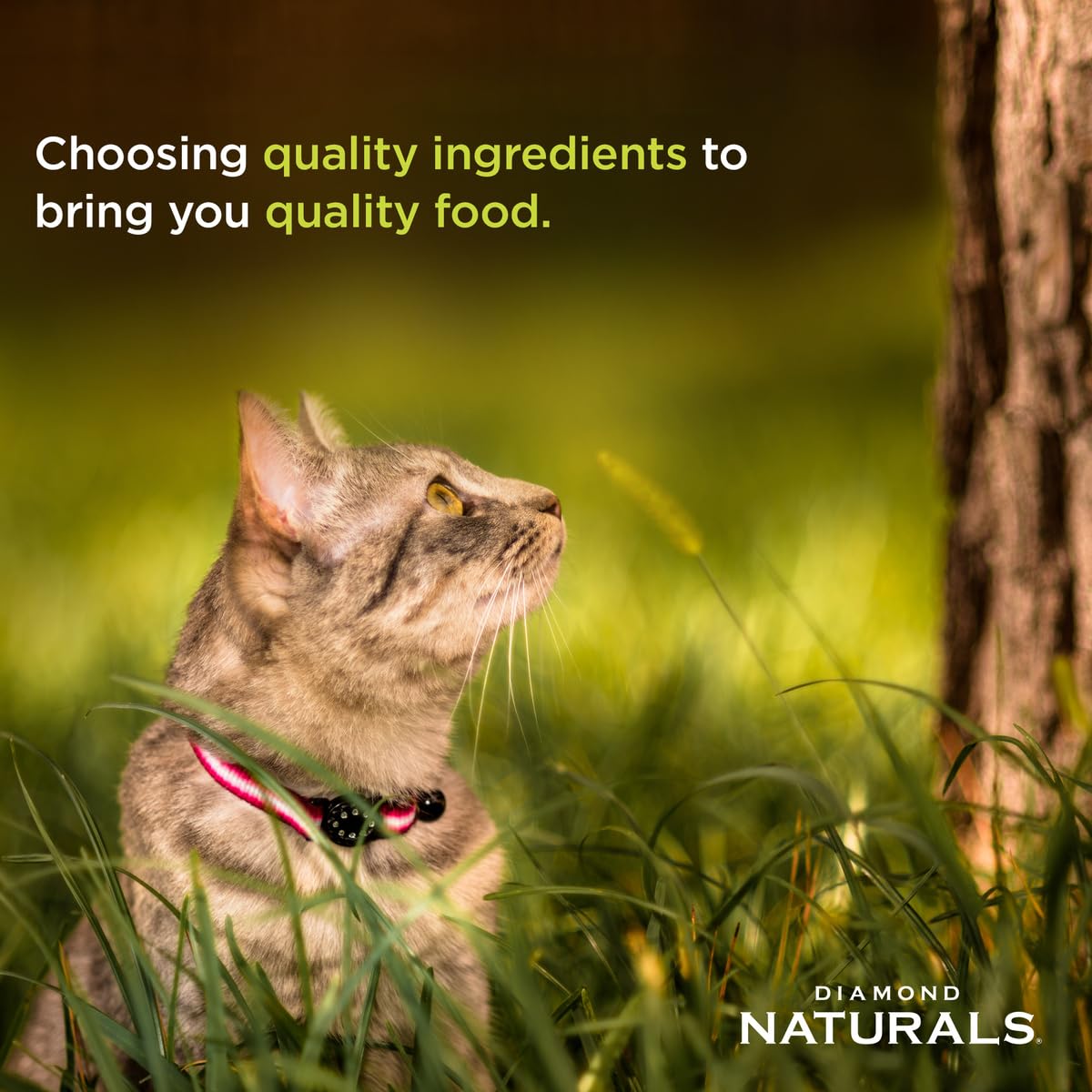 Diamond Naturals Alimento para gatos con fórmula para gatitos, 3 kg, alimento seco con alto contenido de proteínas para gatos con pollo y arroz, nutrición completa y equilibrada, ingredientes