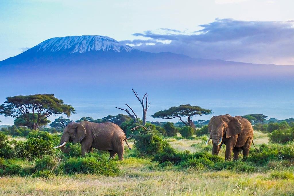 Amazon.com: Majestic Elephant Couple Mount Kilimanjaro Volcano