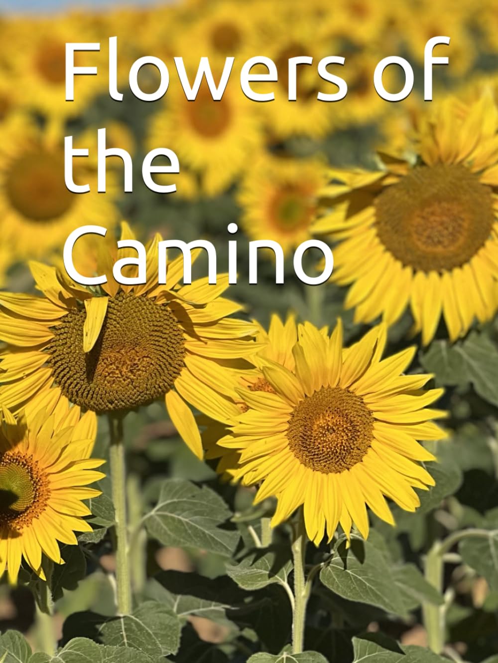 Flowers of the Camino (Camino Memories)