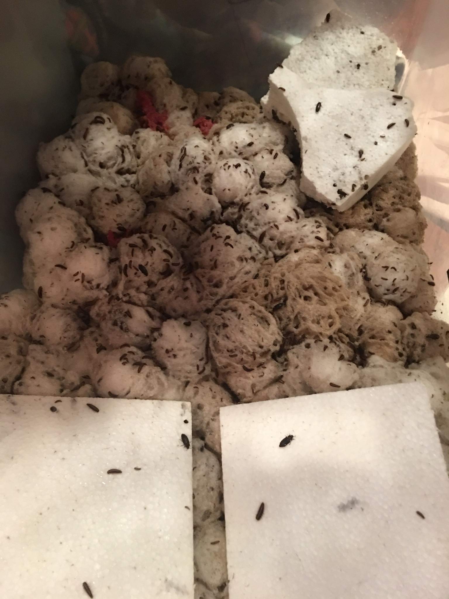 TALIAS BEETLE BUGS 1500 Dermestid Beetle Colony Beetles, Larvae and Pupa