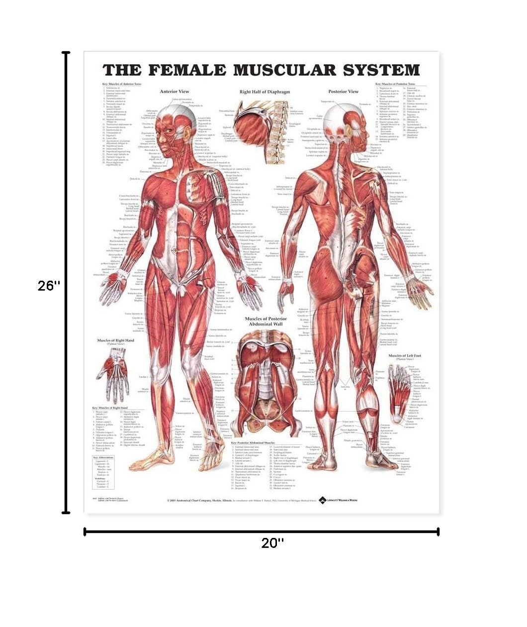 The Female Muscular System Anatomical Chart (9781587795657)      Wall Chart – January 9, 2003