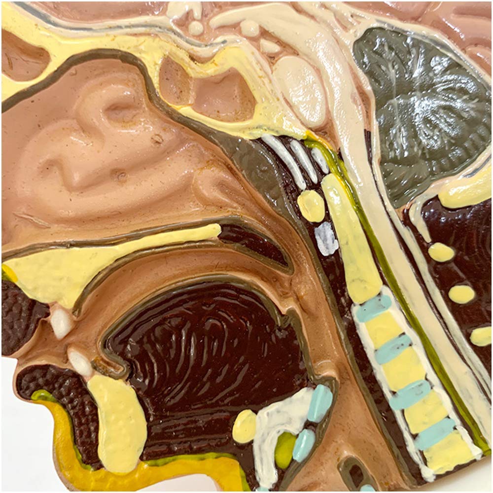 ERNZI Modello Anatomico della Testa - Modello Anatomico Umano del Viso della Mezza Testa - Modello Anatomico Umano Scientifico del Viso della Mezza Testa - per L'insegnamento Medico