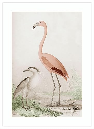 Amanti Art Framed Wall Art Print 41x30 Antique Chroma Waterbirds I, Animals Wall Art, Vintage Decor, X-Large Poster Painting Artwork for Living