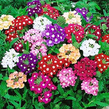 Seeds Flowers Verbena Hybrid Mix - 125 Seeds