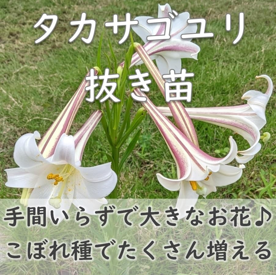 Amazon.co.jp: タカサゴユリの抜き苗 2株 高砂百合 耐寒性◎ 根付き