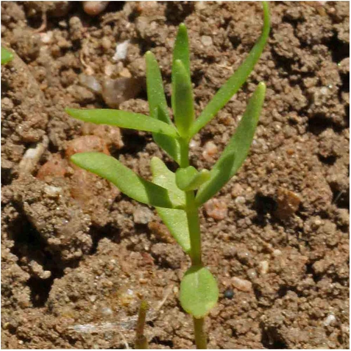 Everwilde Farms - 1 Lb Fairy Bouquet Mix Dwarf Snapdragon Wildflower Seeds - Gold Vault