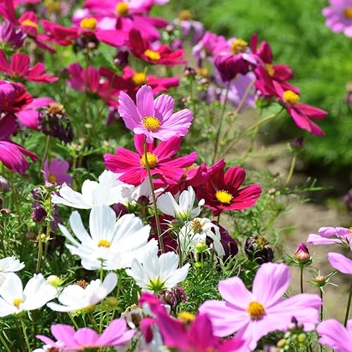 Cosmos Plants Amazon.co.uk