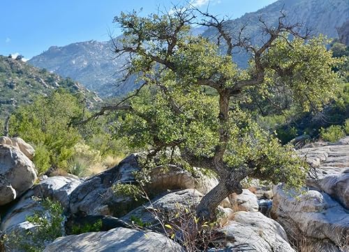 Miniatura 2 de Noah - Rompecabezas de árbol en Romero Canyon Catalina State Park Tucson Oro Valley Arizona 1000 piezas