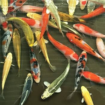 祝い鯉 蔵元取り寄せ品】錦鯉 1800ml - 喜寿プレゼント｜喜寿祝い専門店