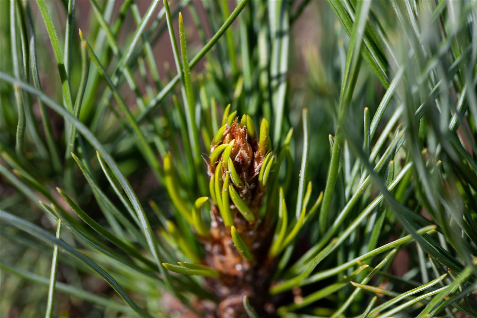 Zirbelkiefer Pinus cembra 50-60 cm Nadelbaum winterhart immergrün